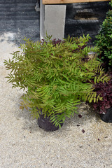 Spirea False Matcha Ball #2 36294