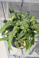Fern Dallas 6In 36647