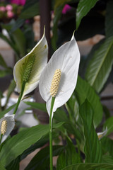Spathiphyllum Domino 6In 36657