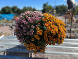 Fall Annual Patio Pot 12in 39.99 36702