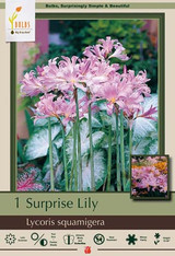 Lily Bulb Squmigeria Pink 36739