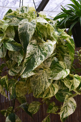 Pothos Marble Queen 2In 36786