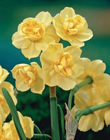 Narcissus Bulb Yellow Cheerfulness 8pp 36793
