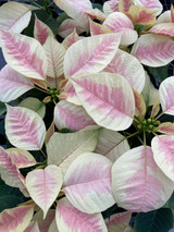 Poinsettia 4.5in Marble 37019