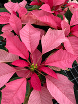 Poinsettia 4.5in Pink 37020