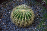 Cactus Golden Barrel 8In 37148