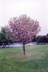 Klehms Improved Bechtel Crabapple #7 37481