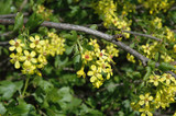 Currant Gwens Buffalo #1 37656