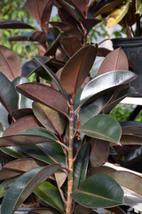 Ficus Elastica Burgundy 8In 39700