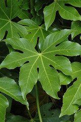 Fatsia Japonica SW 4.5In 39834