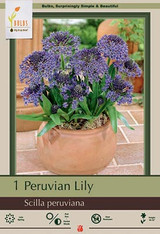 Netherland Bulb Co Scila Peruvian Lily 1pk 39865
