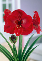 Netherland Amaryllis Ferrari 1pp 40318