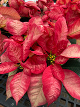 Poinsettia 6.5in Ice Crystal 40322
