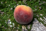 Peach Contender #7 40599