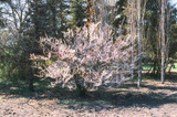 Cherry Nanking #2 40681