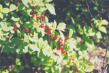 Cherry Nanking #2 40681