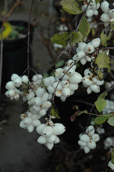 #1