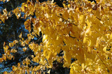 Linden Lone Star #10 40792