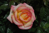 Rose Sheilas Perfume #3 40913