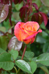 Rose Sheilas Perfume #3 40913