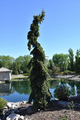 Spruce White Weeping #3 44832