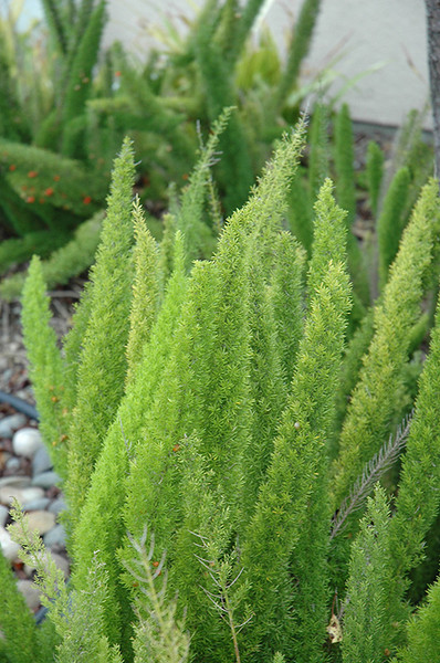 Foxtail Fern 10in 10173