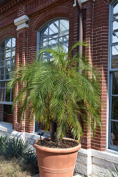 Pygmy Date Palm 10in 10224