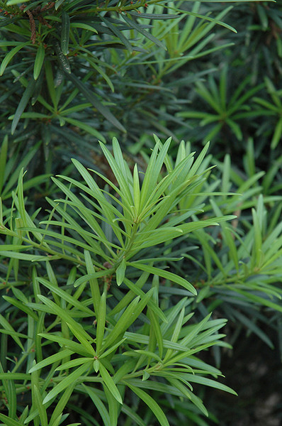 Japanese Yew 10in 10229