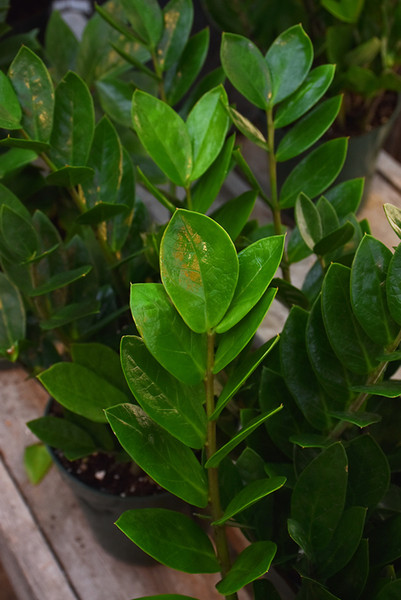 ZZ Plant 10in 10258