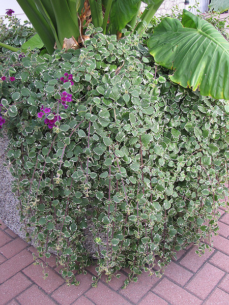 Swedish Ivy 12in 10383