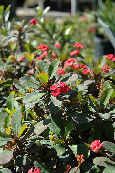 Crown Of Thorns 2in 10914