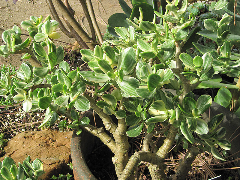 Variegated Jade Plant 4in 11365
