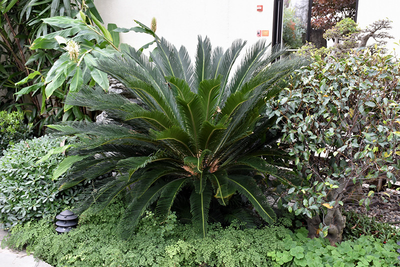 Japanese Sago Palm 4in 11424