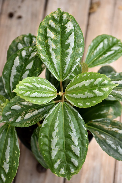 Pilea Asst 4in 11439