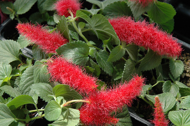 Firetail Chenille Plant 6in 11831