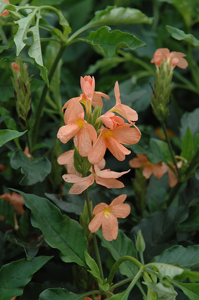 Firecracker Plant 6in 11860