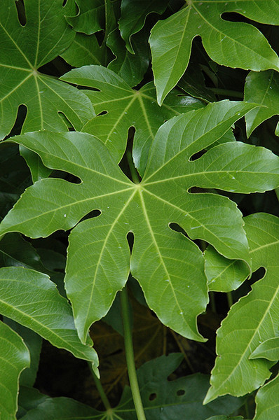 Japanese Fatsia 6in 11907