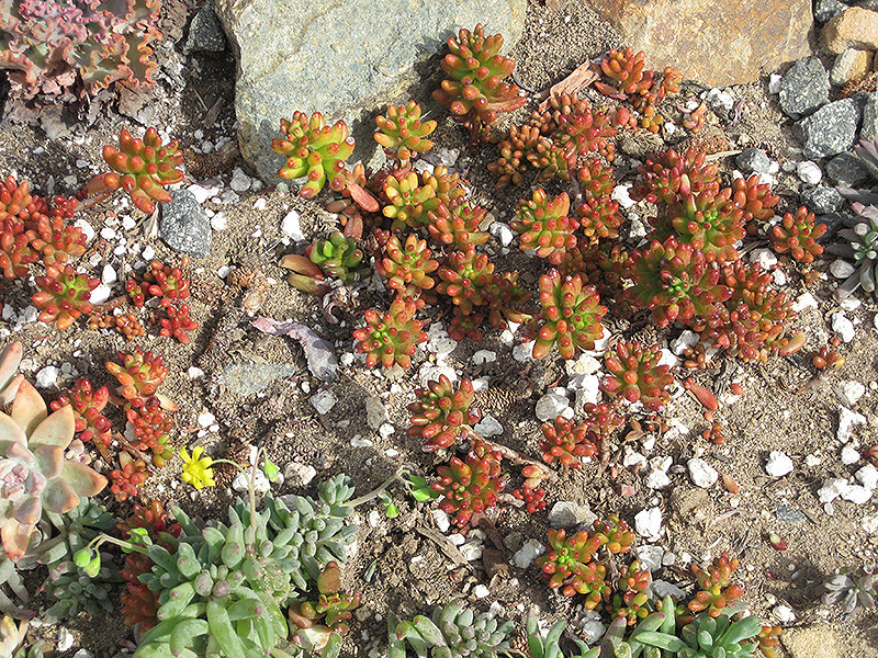Jelly Bean Plant 6in 11980