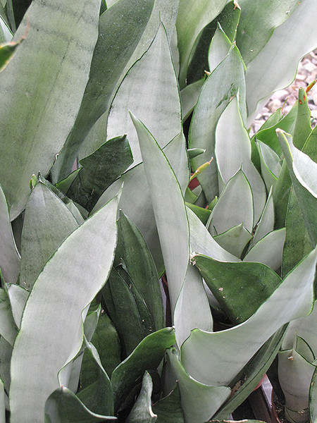 Moonshine Silver Snake Plant 6in 12030