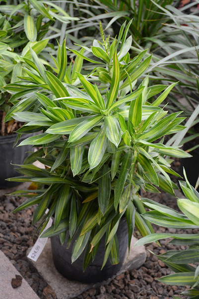 Song of Jamaica Plant 6in 12088