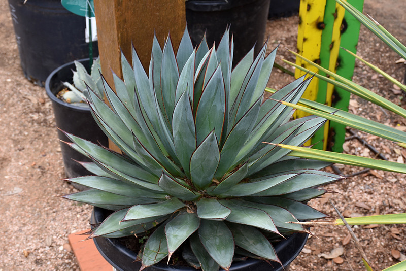 Blue Glow Agave 8in 12373