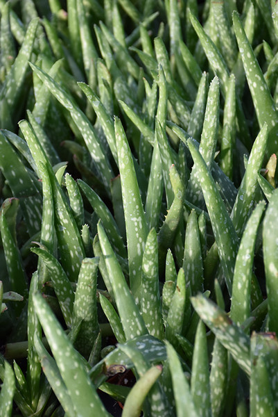 Aloe Vera 8in 12382