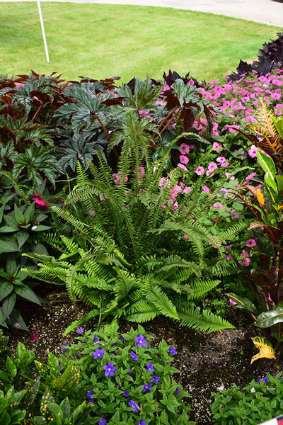 Kimberly Queen Australian Sword Fern 8in 12455