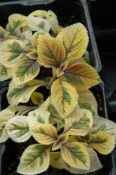 Troy's Gold Swedish Ivy 8in 12484