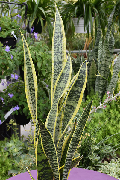 Striped Snake Plant 8in 12552
