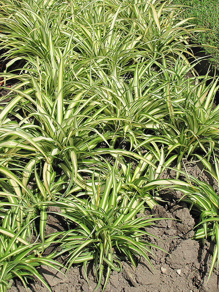 Variegated Spider Plant 8in 12558