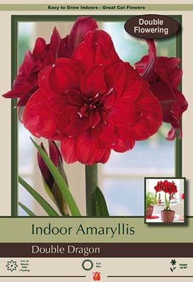 Netherland Amaryllis Double Dragon 1pp 12848