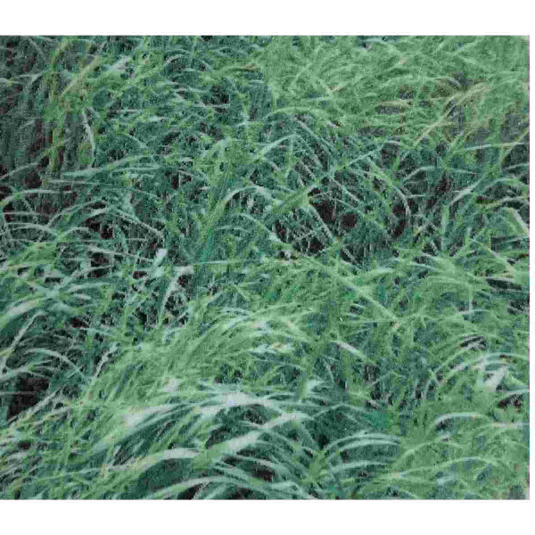 Bulk Annual Ryegrass Grass Seed 1lb 12982