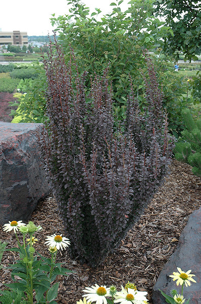Helmond Pillar Japanese Barberry #2 13273