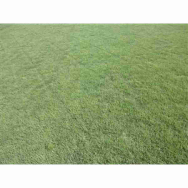 Bulk Buffalograss Grass Seed Sundancer 1lb 14630